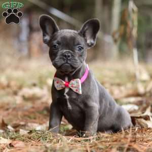 Stella, French Bulldog Puppy